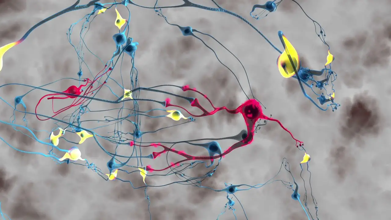 neuroni, sinapsi e processo di invecchiamento