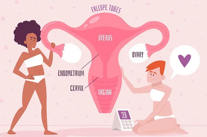 vulva vagina