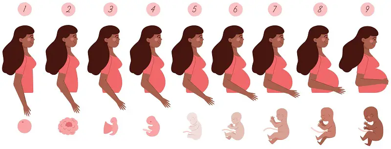 gravidanza fasi